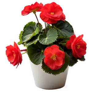 Red Begonias Beauty Png 06122024 PNG image