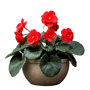 Red Begonias Beauty Png Ifp57 PNG image