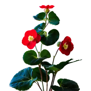 Red Begonias Beauty PNG Lbb PNG
