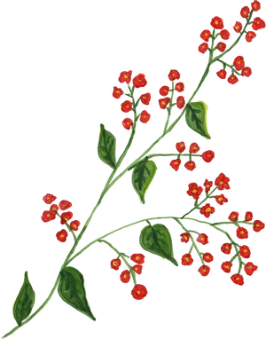 Red Berries Green Leaves Branch Illustration PNG image