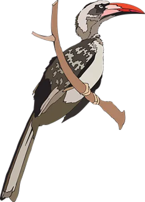 Red Billed Hornbill Illustration
