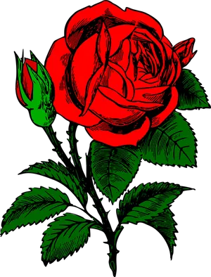 Red Black Rose Illustration