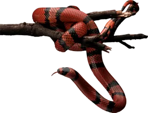 Red Black Snake On Branch.jpg PNG image