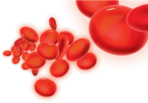 Red Blood Cells Illustration PNG image