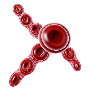 Red Blood Cells Science Png 06292024 PNG image