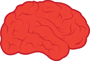 Red Brain Illustration PNG image