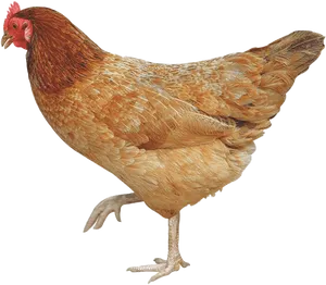 Red Brown Hen Standing Transparent Background.png PNG image