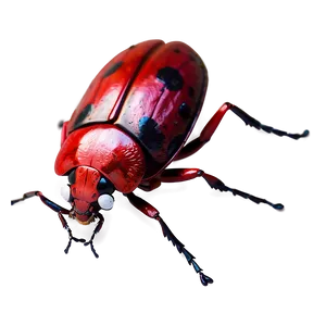 Red Bug PNG 05242024