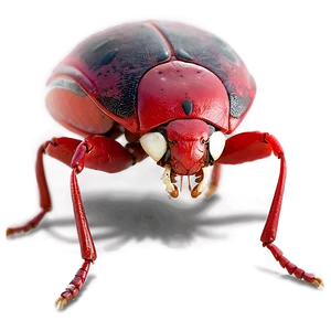 Red Bug PNG Ole