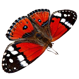 Red Butterfly Underwing PNG 91 PNG