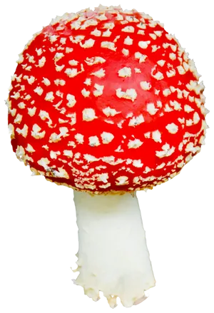 Red Capped Amanita Mushroom.png PNG image