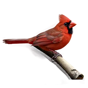 Red Cardinal Art PNG 58