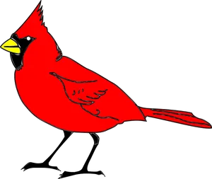 Red Cardinal Bird Illustration PNG image