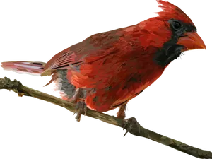 Red Cardinal Bird Perched PNG image