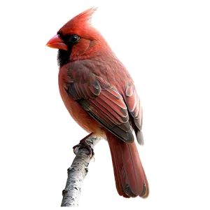 Red Cardinal Bird PNG Ecj55 PNG