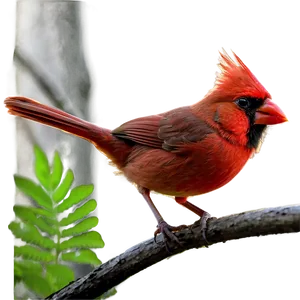 Red Cardinal Bird PNG Iyv66