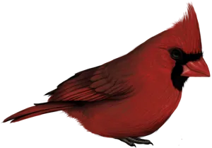Red Cardinal Bird Profile PNG image