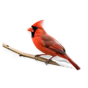 Red Cardinal C PNG image