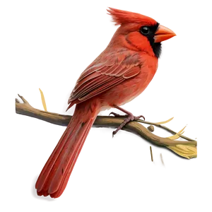 Red Cardinal Cartoon PNG 18 PNG