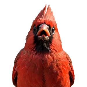 Red Cardinal Close-up PNG 36 PNG