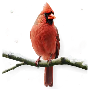 Red Cardinal Drawing PNG 84 PNG