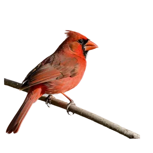 Red Cardinal During Sunset PNG 06292024 PNG