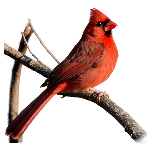 Red Cardinal During Sunset PNG 19 PNG