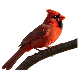 Red Cardinal During Sunset PNG 97 PNG