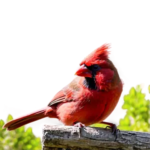 Red Cardinal Feeding PNG Xaq PNG