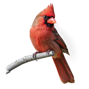 Red Cardinal Female PNG 06292024