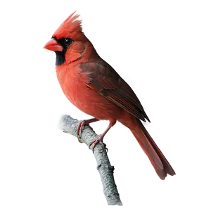 Red Cardinal In Nature PNG Dcn97 PNG
