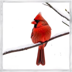 Red Cardinal In Snow PNG 06292024