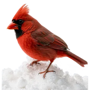 Red Cardinal In Snow PNG 46 PNG