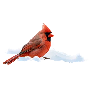 Red Cardinal In Snow PNG Dji34 PNG