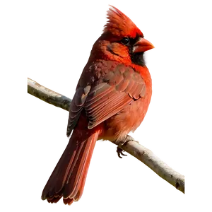 Red Cardinal In Spring PNG 06292024 PNG