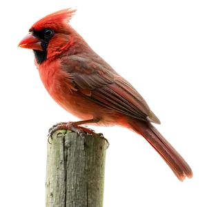 Red Cardinal In Summer PNG 06292024