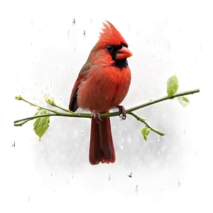 Red Cardinal In The Rain PNG 06292024