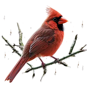 Red Cardinal In The Rain PNG Lmg