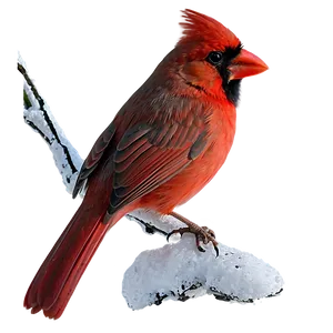 Red Cardinal Isolated PNG 06292024 PNG