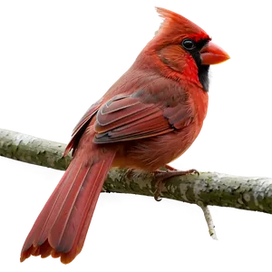 Red Cardinal Mating PNG Aui22 PNG