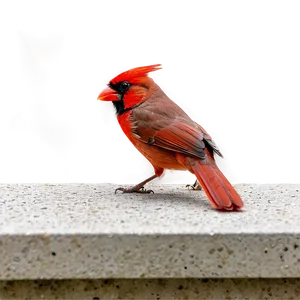 Red Cardinal Mating PNG Mtr