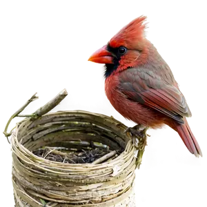 Red Cardinal Nesting PNG Enf