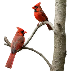Red Cardinal On Branch PNG Ucy