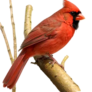 Red Cardinal Outline PNG Pst63 PNG