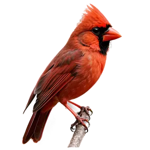 Red Cardinal PNG 05242024