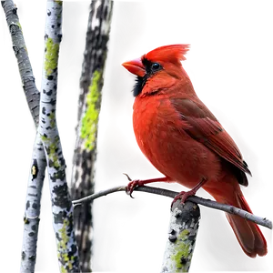 Red Cardinal PNG 17