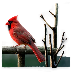 Red Cardinal PNG Aky