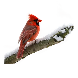 Red Cardinal PNG Lct98