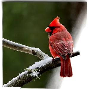Red Cardinal Profile PNG 35