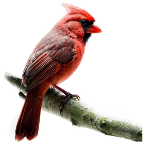 Red Cardinal Profile PNG Vnj